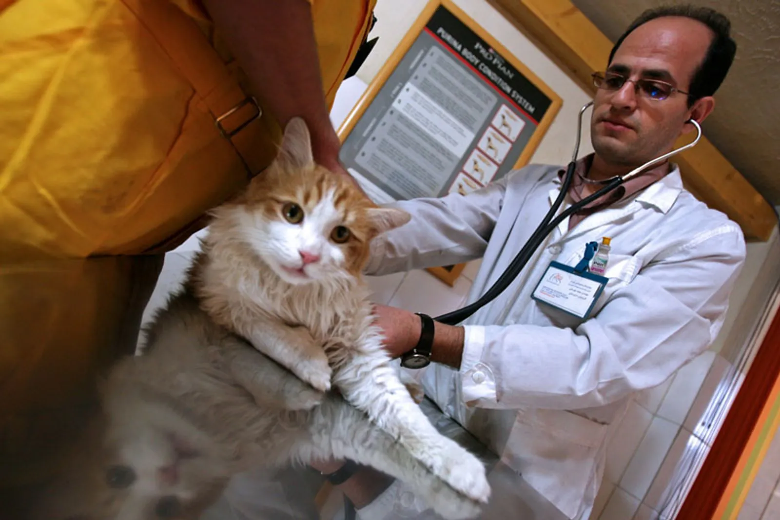 Veterinary team monitoring a cat recovering from spay surgery
