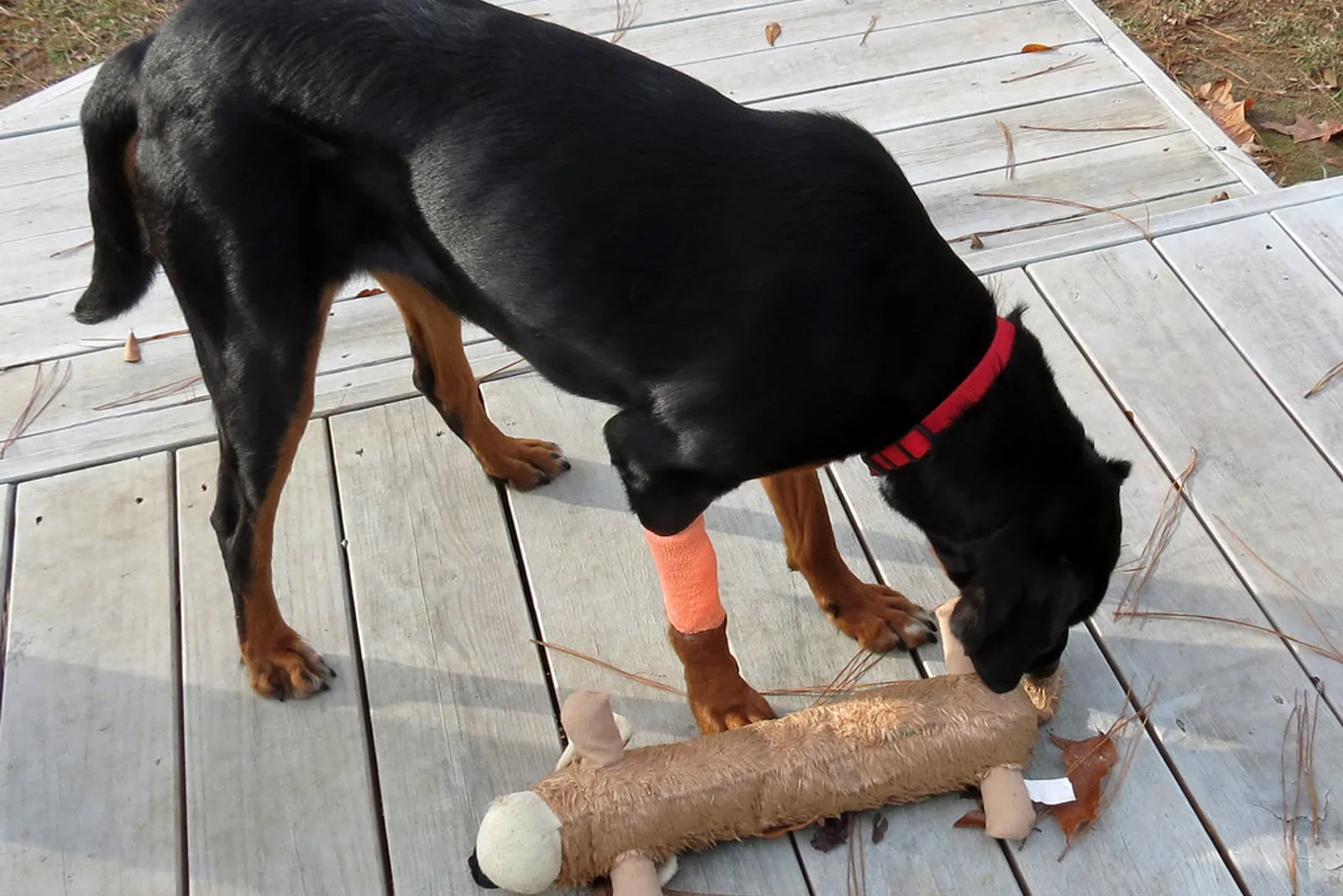 Veterinary surgical team preparing for an orthopaedic procedure