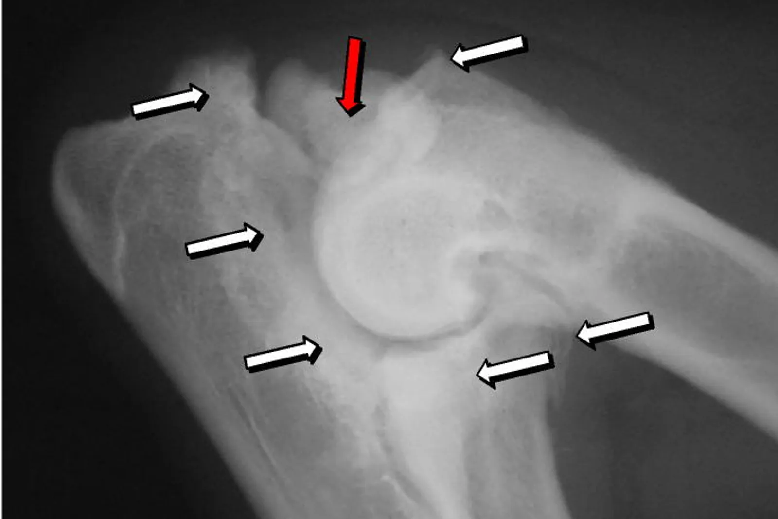 Digital x-ray image of a dog being reviewed by a veterinarian
