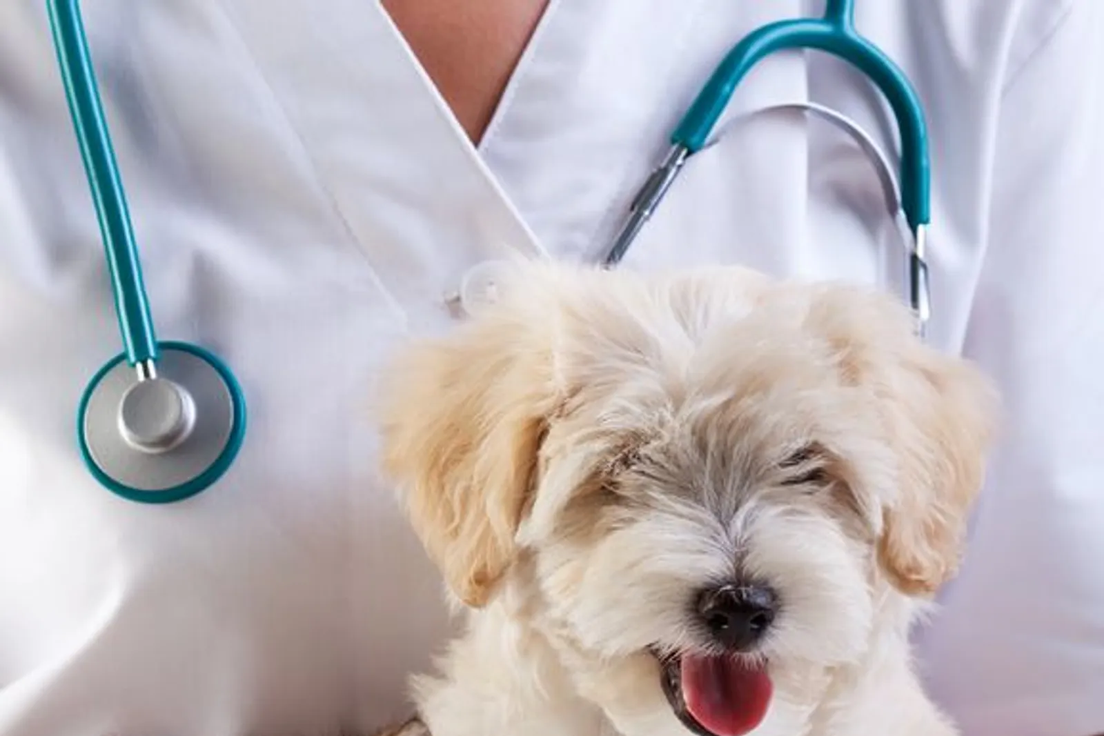Veterinarian examining a calm dog during a wellness exam