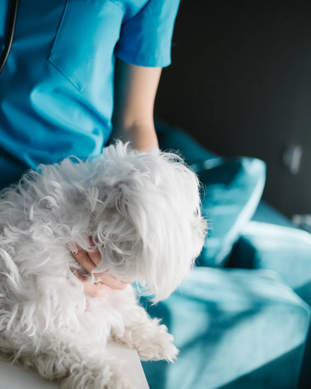 A member of the Brookfield Veterinary Hospital team with a patient